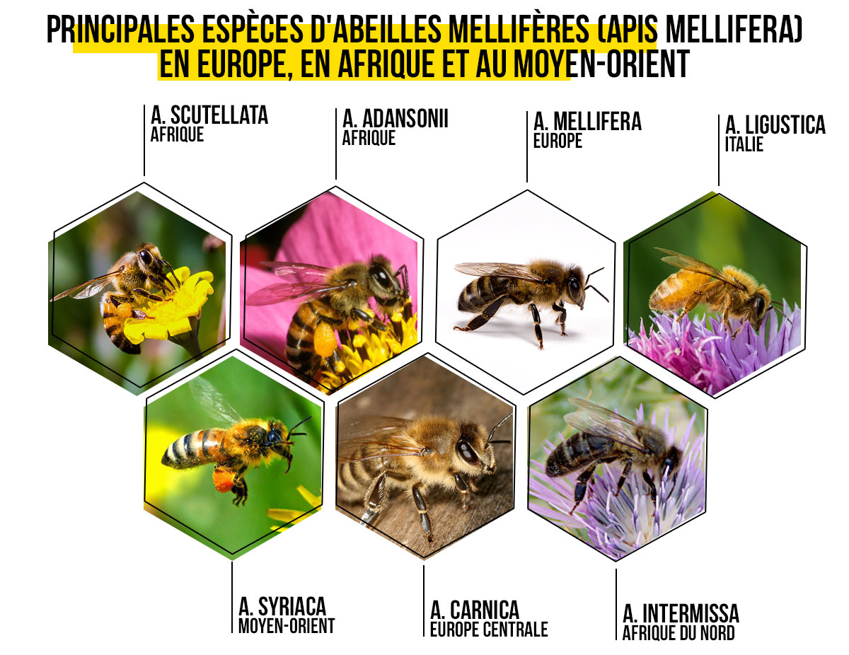 L abeille Africaine Tr sor M connu Du Continent Islaminfo