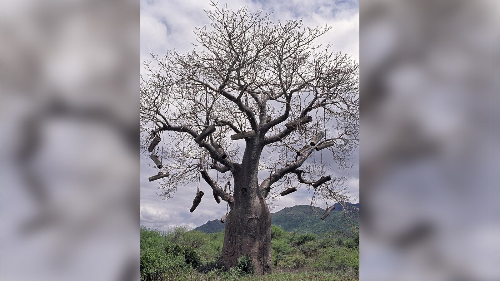 Ruches dans un baobab en Tanzanie. © Getty - Nigel Pavitt