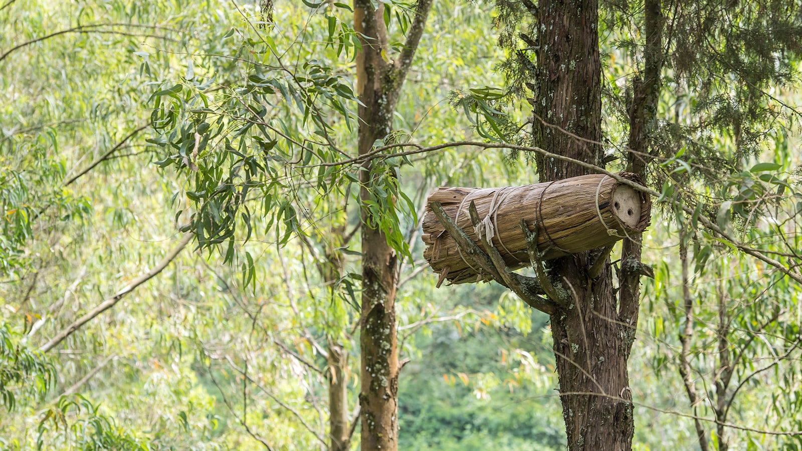 Ruche dans un arbre au Rwanda. © Getty - Guenterguni 