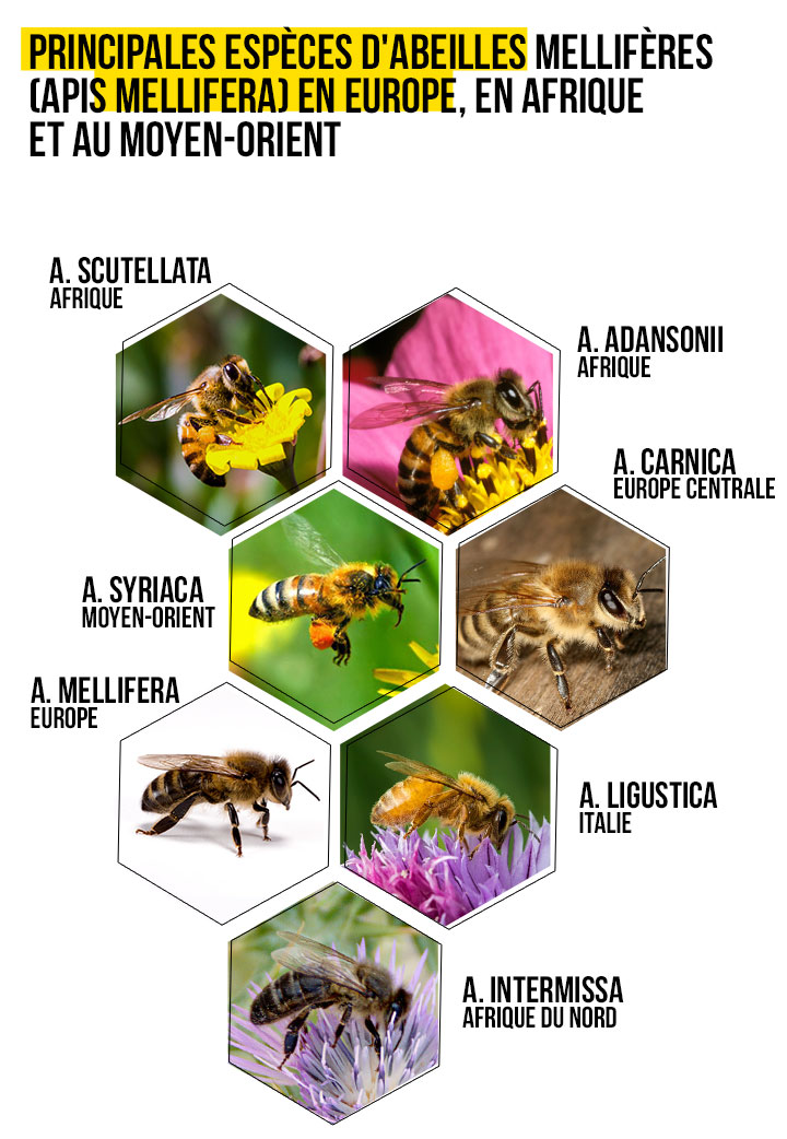 Abeilles sauvages : méconnues et précieuses pour la pollinisation