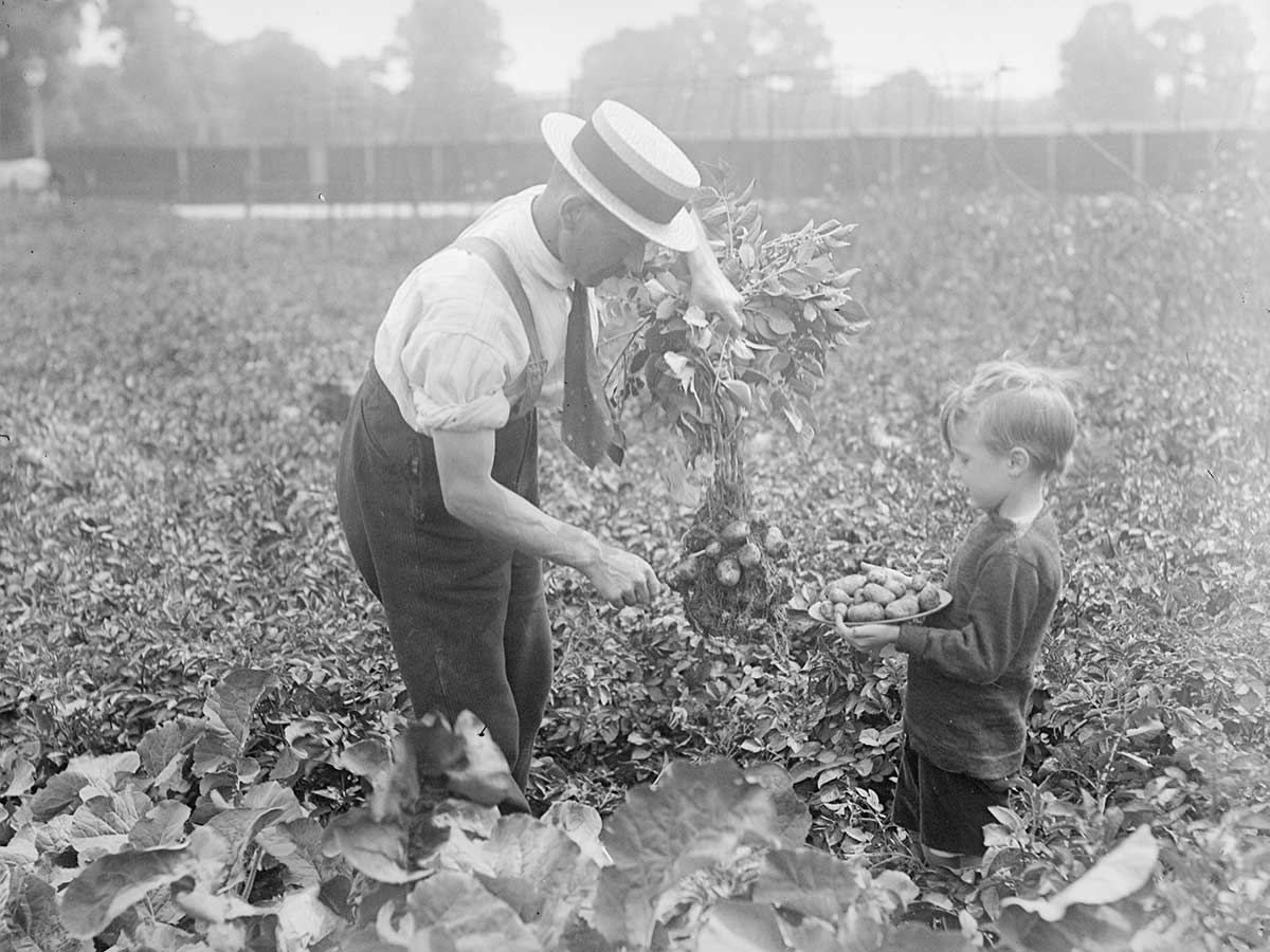 A Dulwich, dans la banlieue de Londres, un des jardins de la victoire, le 1er juillet 1917. © Topical Press Agency/Getty Images