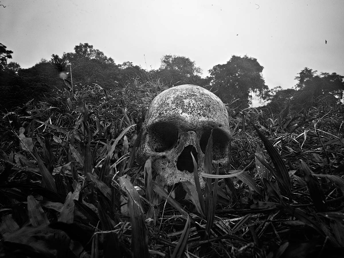 Les morts de la forêt. &copyAlvaro Ybarra Zavala/Getty Images